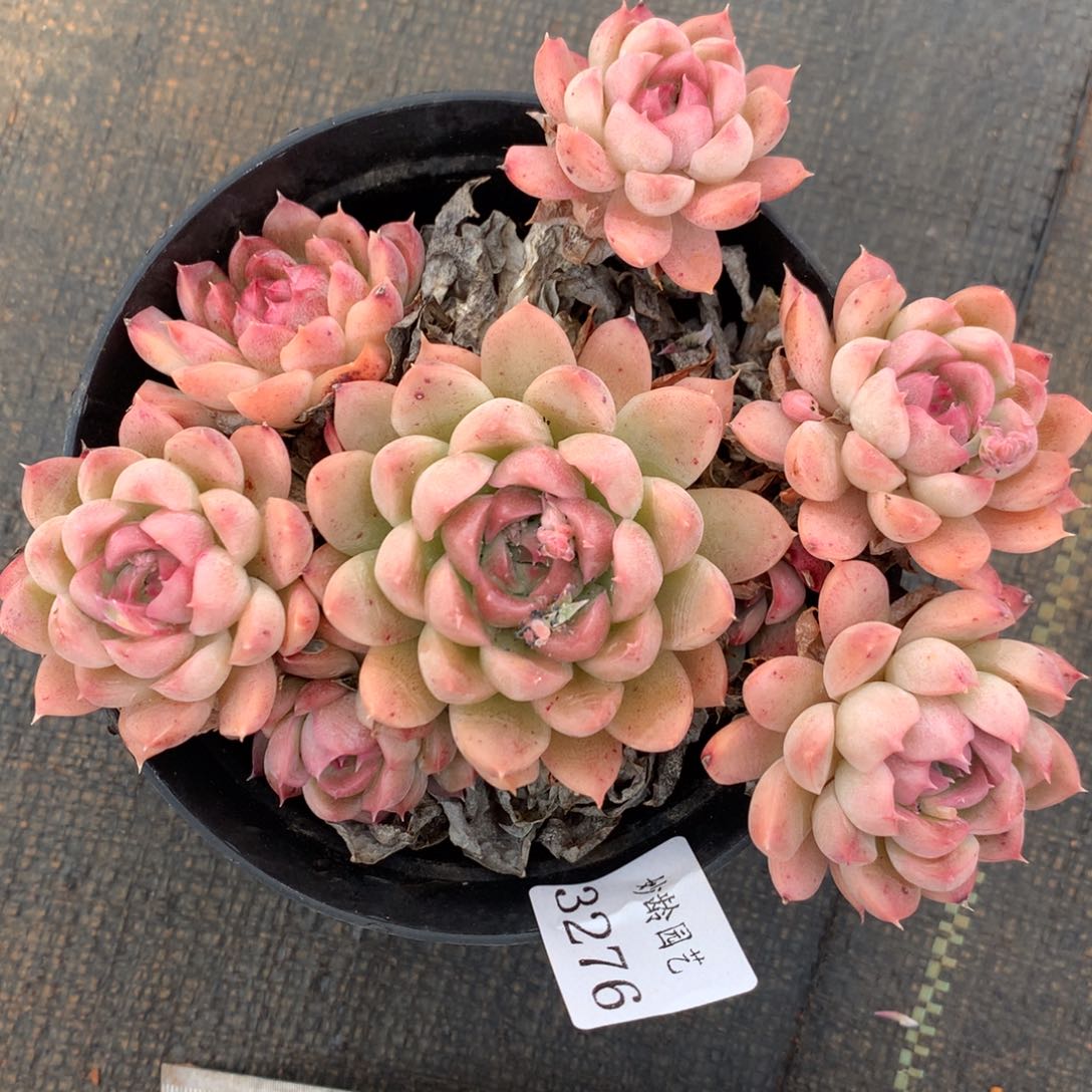 3276不包掉头介意不拍13厘米