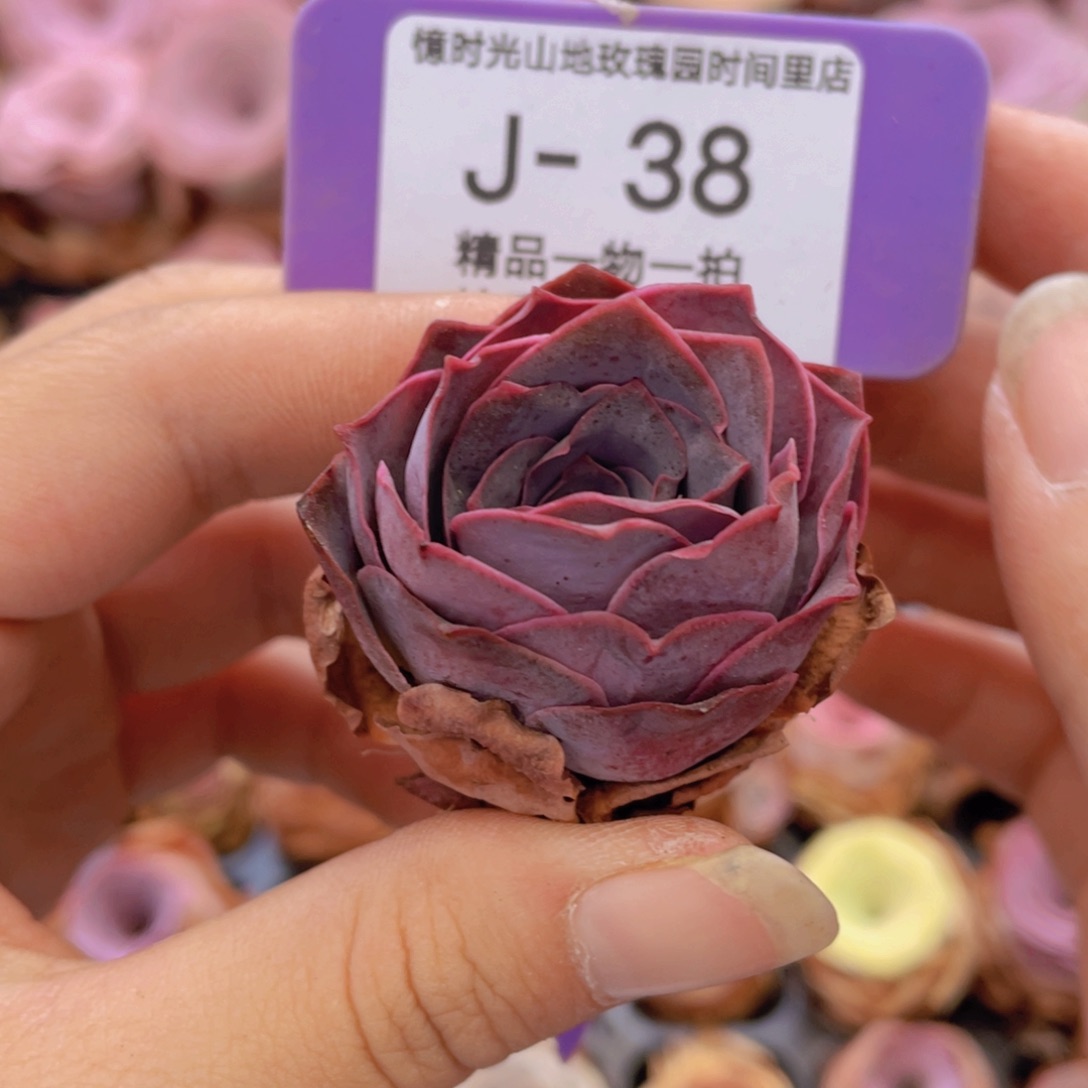 山地玫瑰J38满38包邮裸根发货