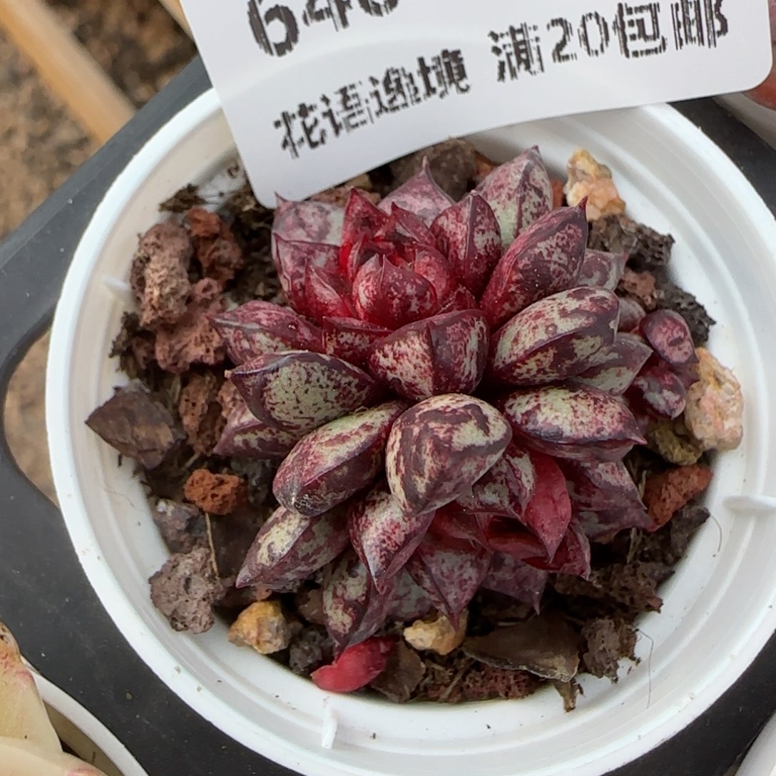 花语逸镜0205-640