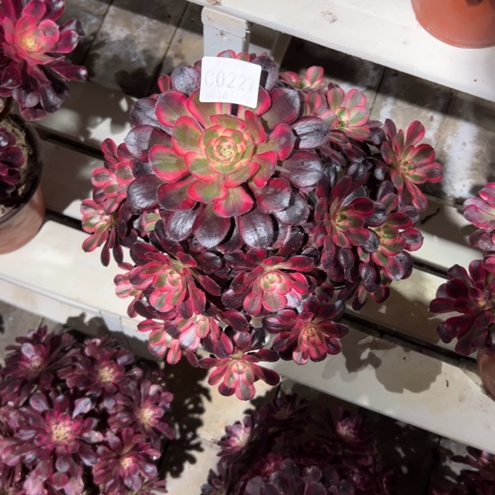 227丽娜、多肉植物