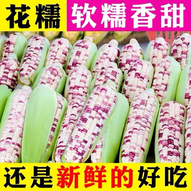 【新鲜到货申通明日达】海南676花糯玉米五分甜五分糯新鲜现摘带叶现发包邮带箱售江苏省
