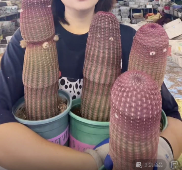 二妹园艺【 1棵 第一批 超大单头红太阳  实生根 】脱土随机发货