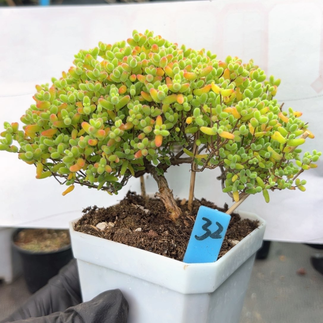 飘桩蜜橘糖球32号