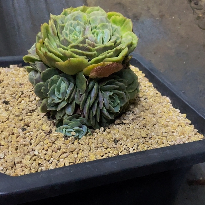 昂斯诺石化哦哦哦哦捧