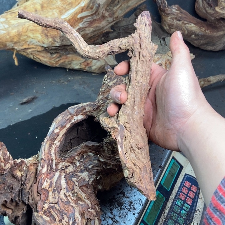 黄花梨/降香黄檀华*爷