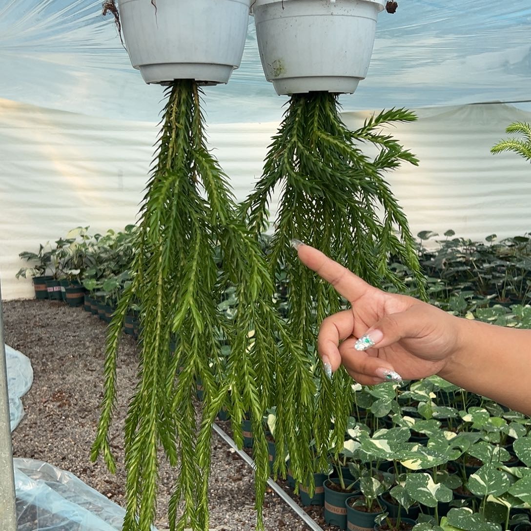 完全开放石松1随机发货不售后