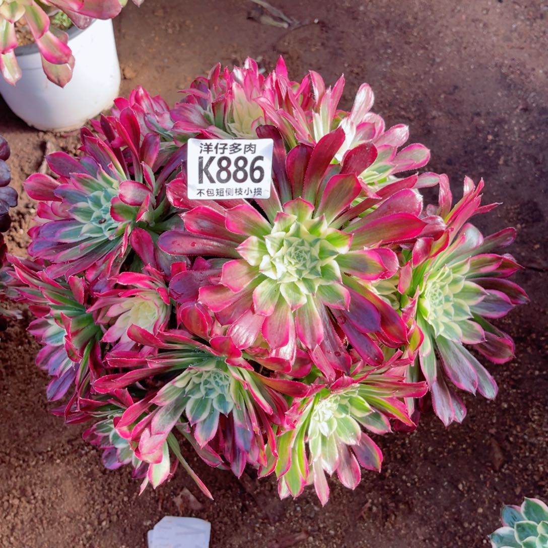 886天合 冠幅25左右