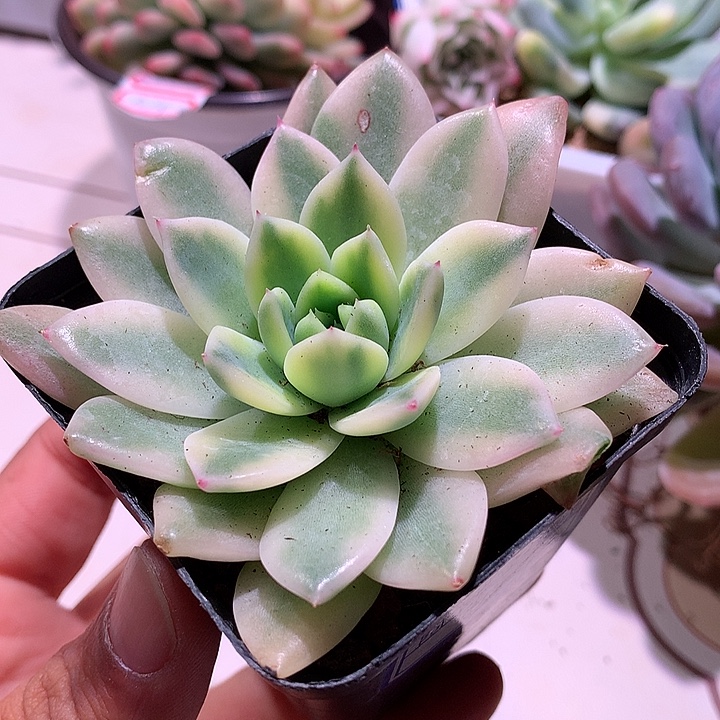 阿尔巴佳人白复轮锦锦