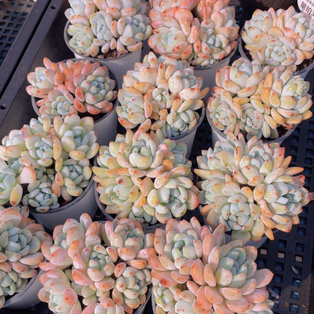 量拍36号丸叶冷香四头老桩大群生一个