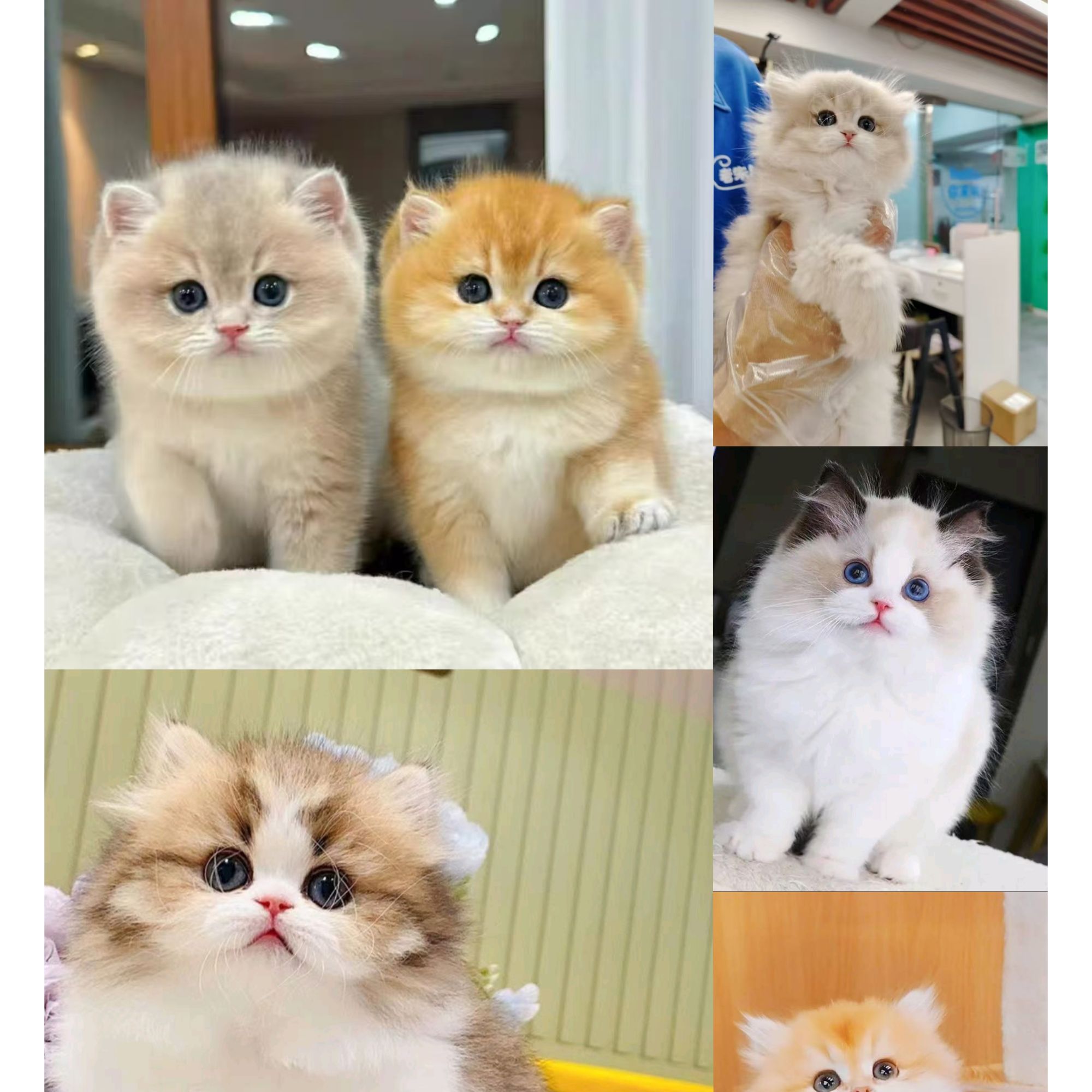 【余姐的猫屋】宠物猫活体专属链接  活体猫猫