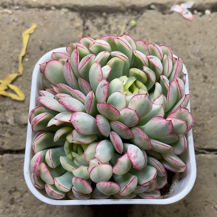 梦幻玫瑰锦一物一拍