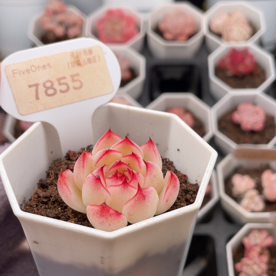 勾魂仙子7855-3.5厘米