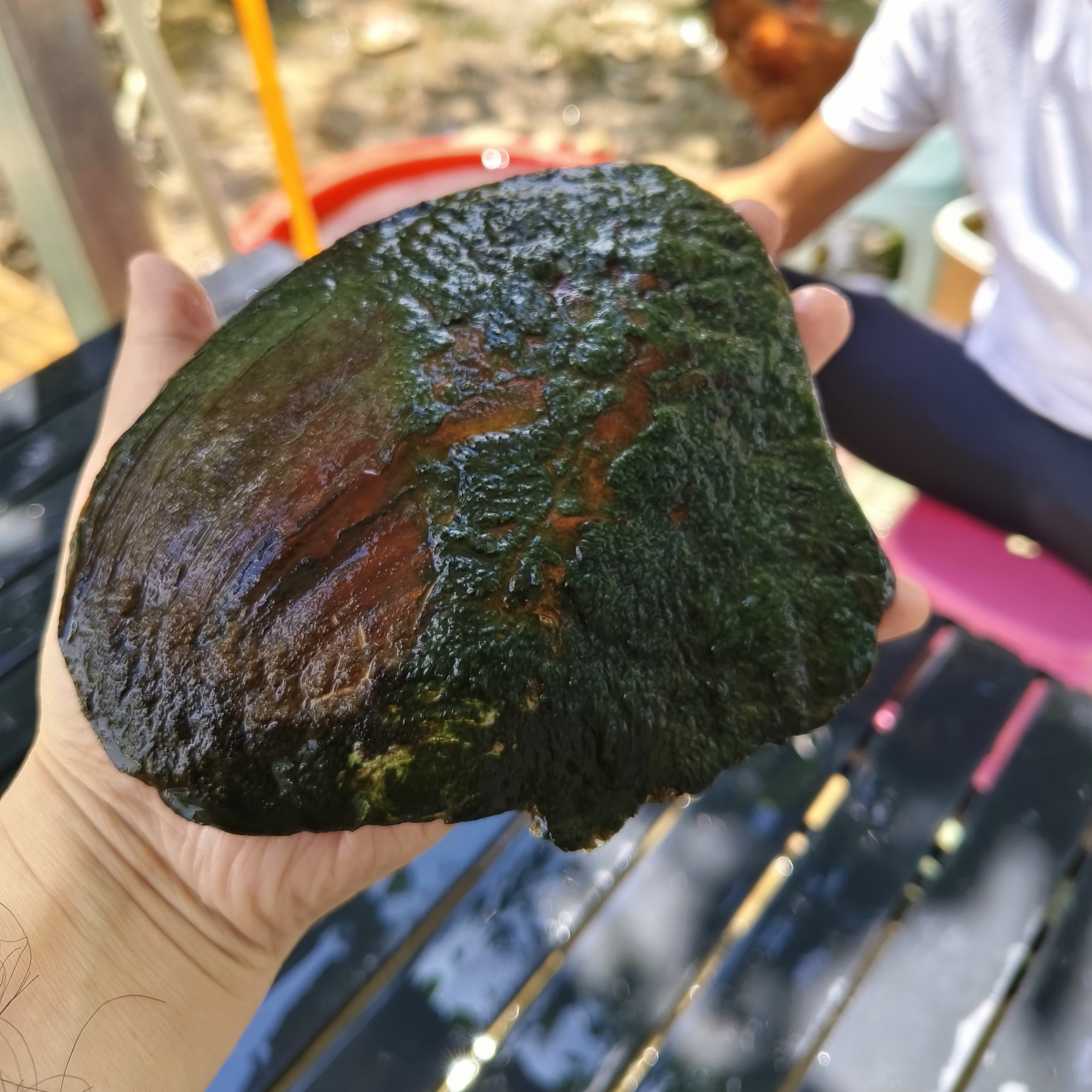 实拍淡水珍珠养殖基地现场，观赏珍珠形成过程