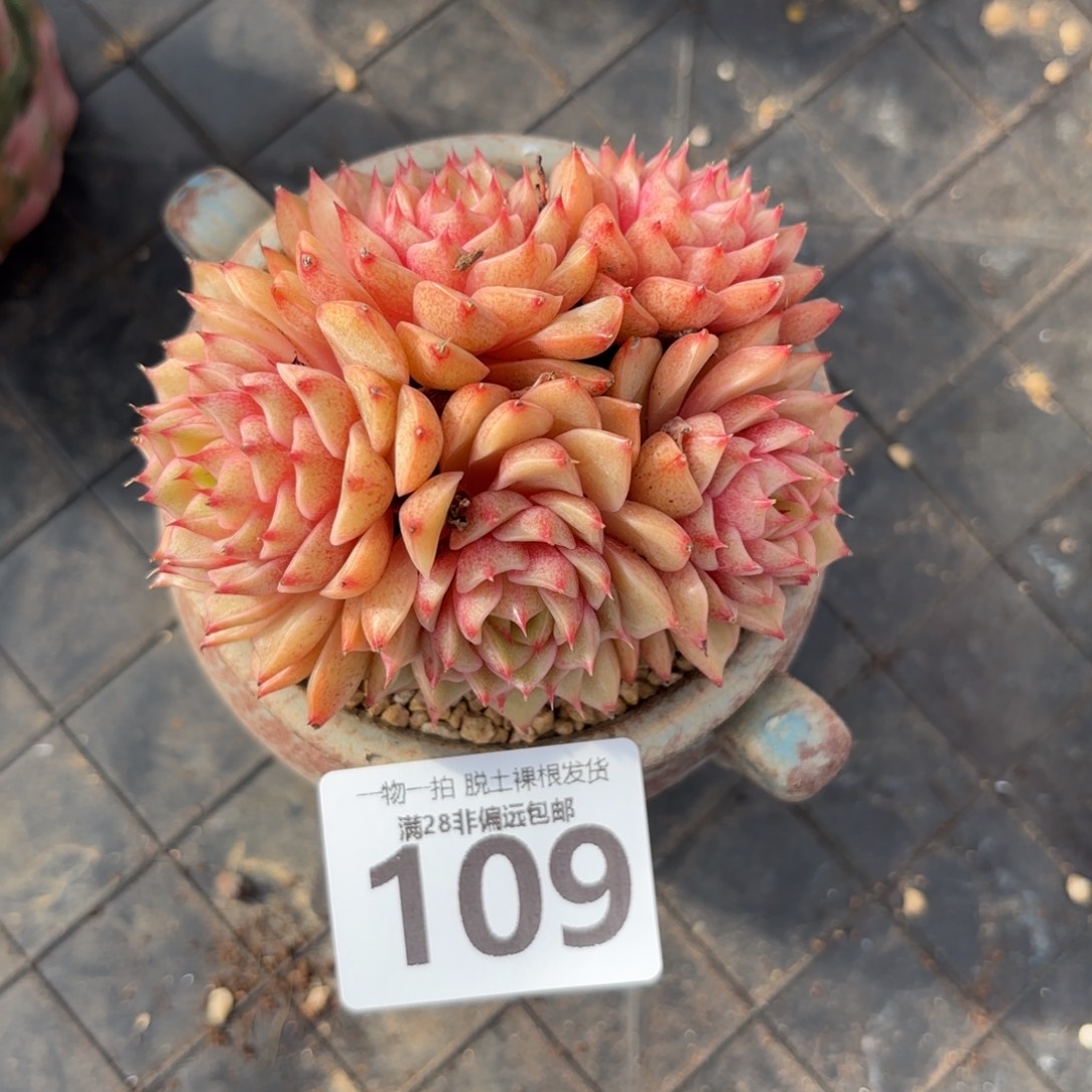 笨吧老桩无盆土发货