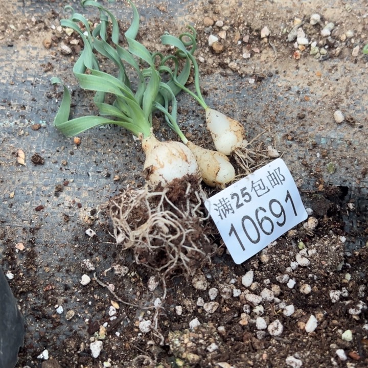 弹簧草691，一物一拍