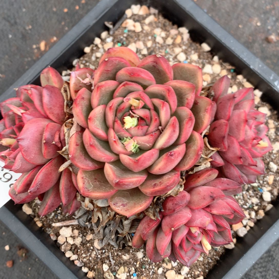 2656杂交多肉植物