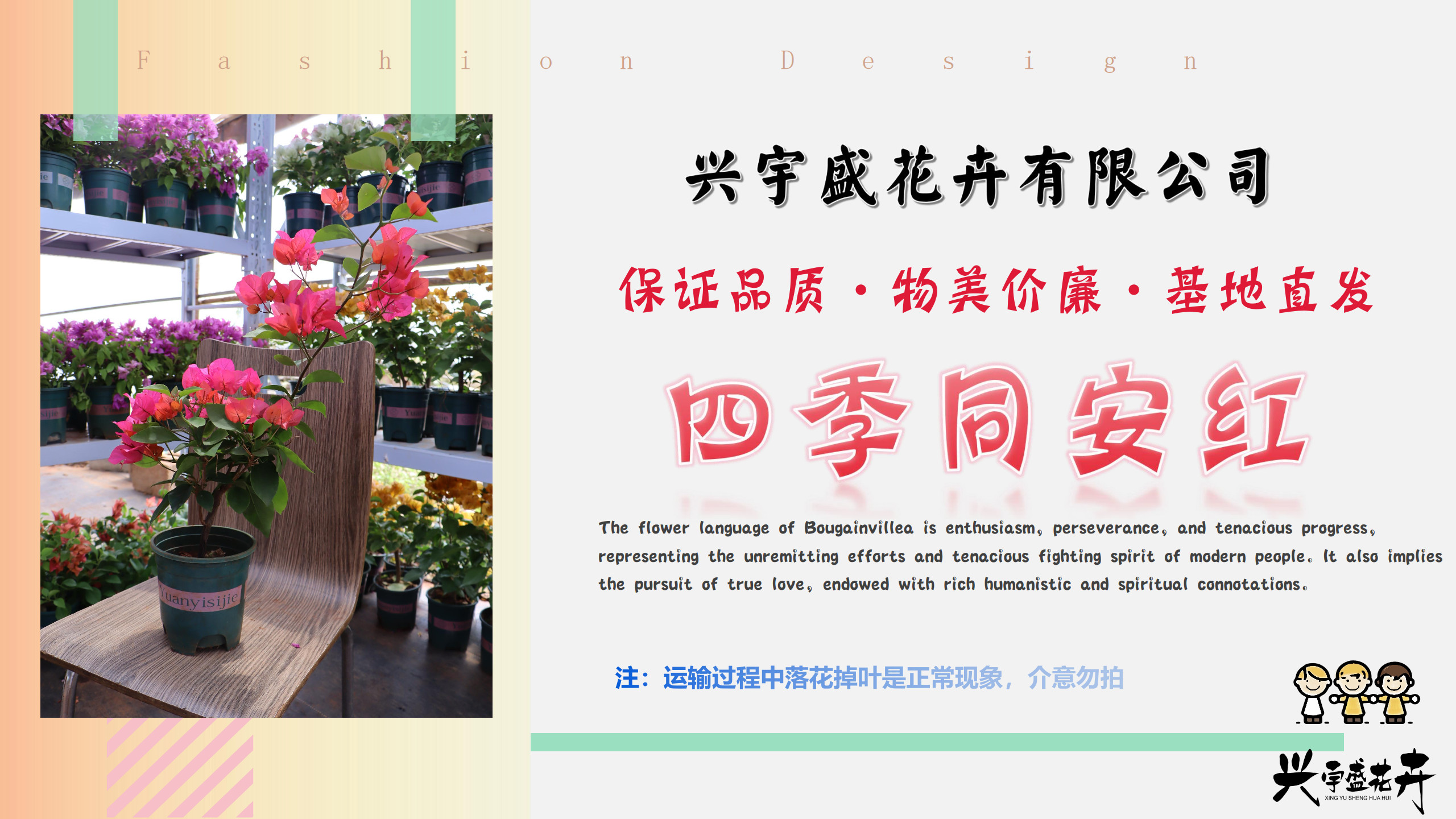 【四季同安红】观赏勤花水红色耐活三角梅