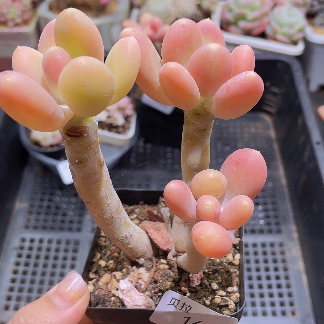 141 精品多肉一物一拍