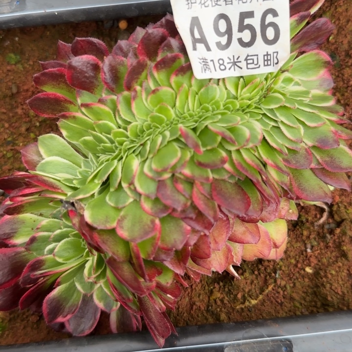 多肉法师海王缀化