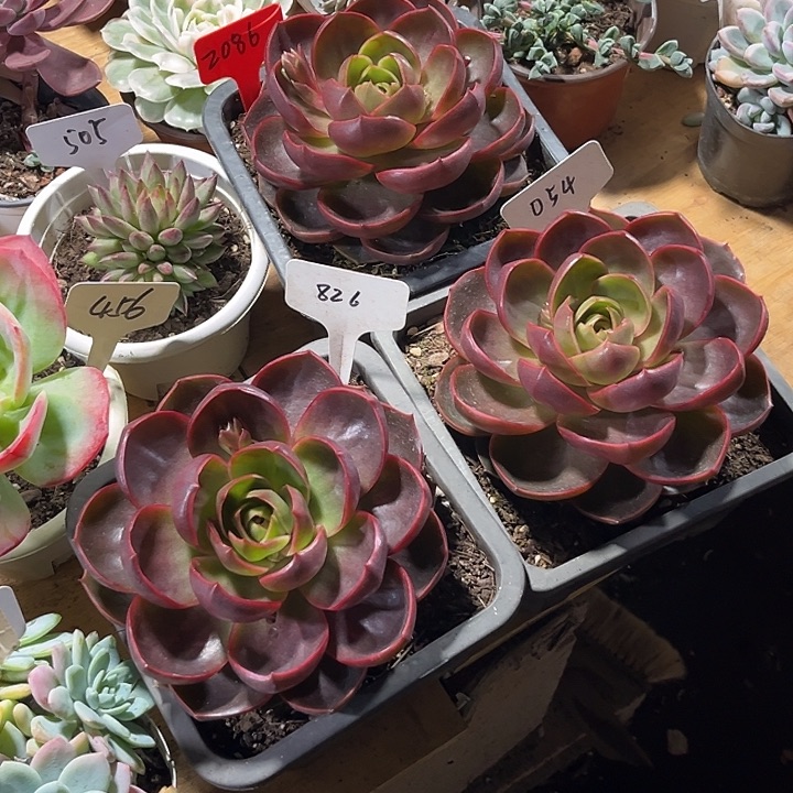 郭***芬0000000000000002086