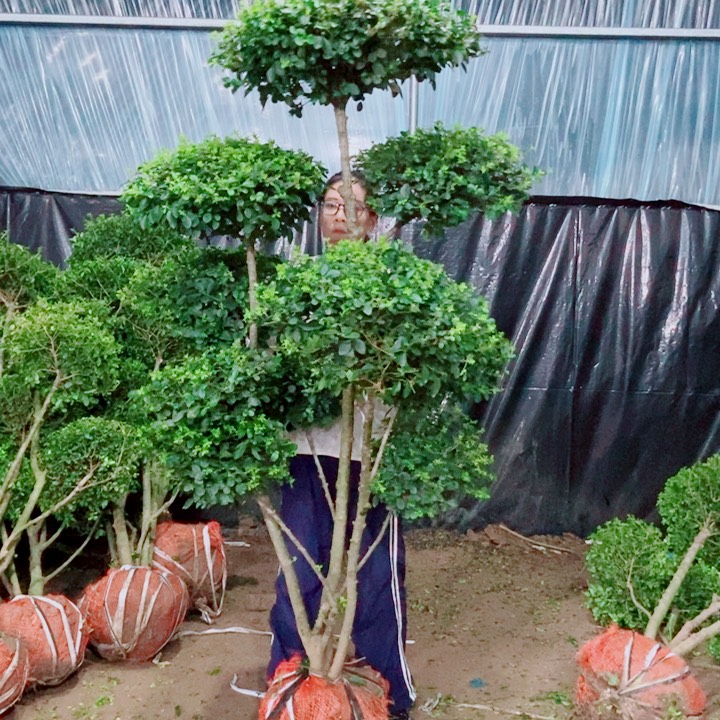 不开花植物一物一拍一物一图