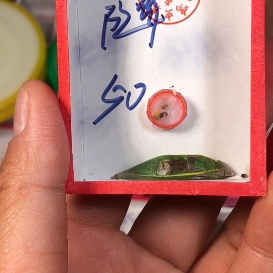 无***道蟋蟀3333333333333333