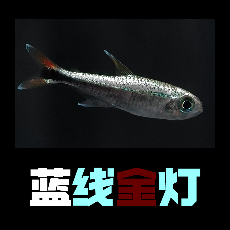 蓝线金灯观赏鱼热带鱼灯科鱼一眉道人