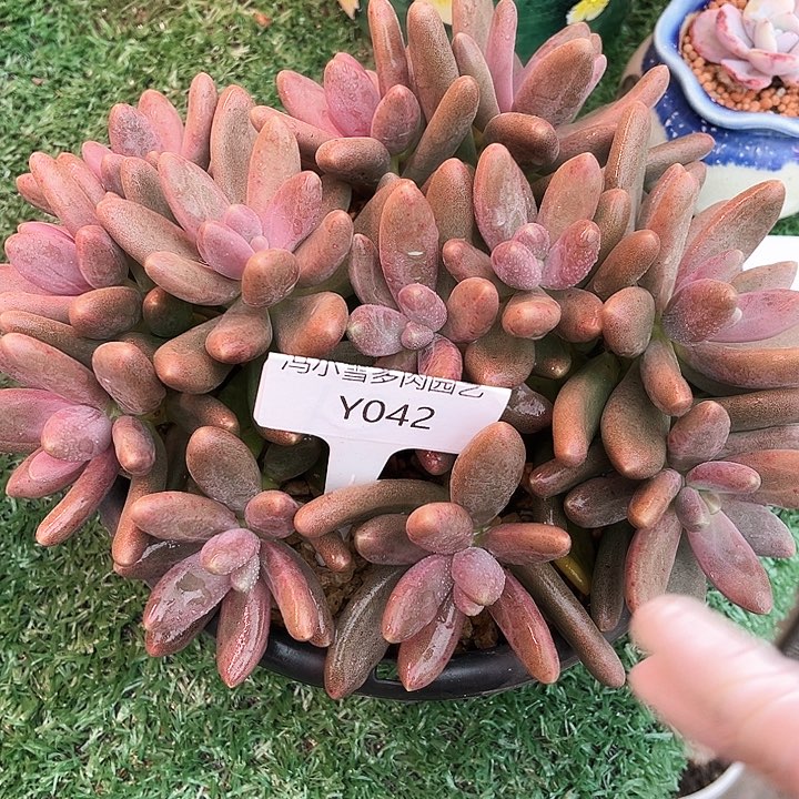 廖**辰我是第一百个为妖刀应援的阴阳师