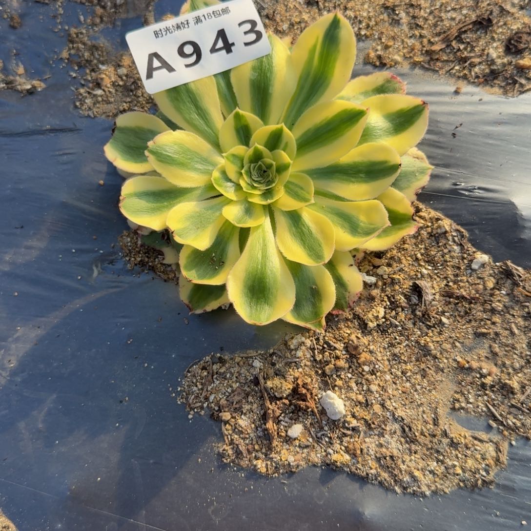 二***哈943绿珀。多肉植物