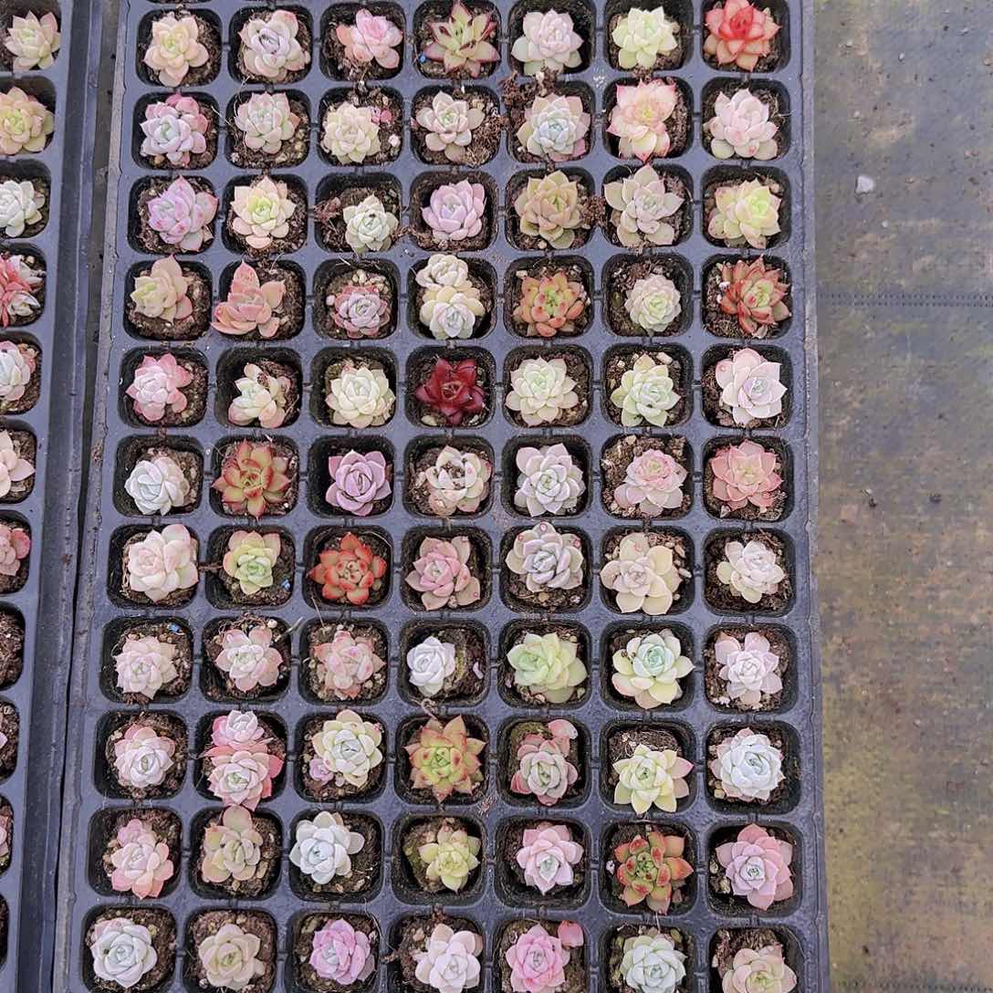 直播一物一拍多肉33