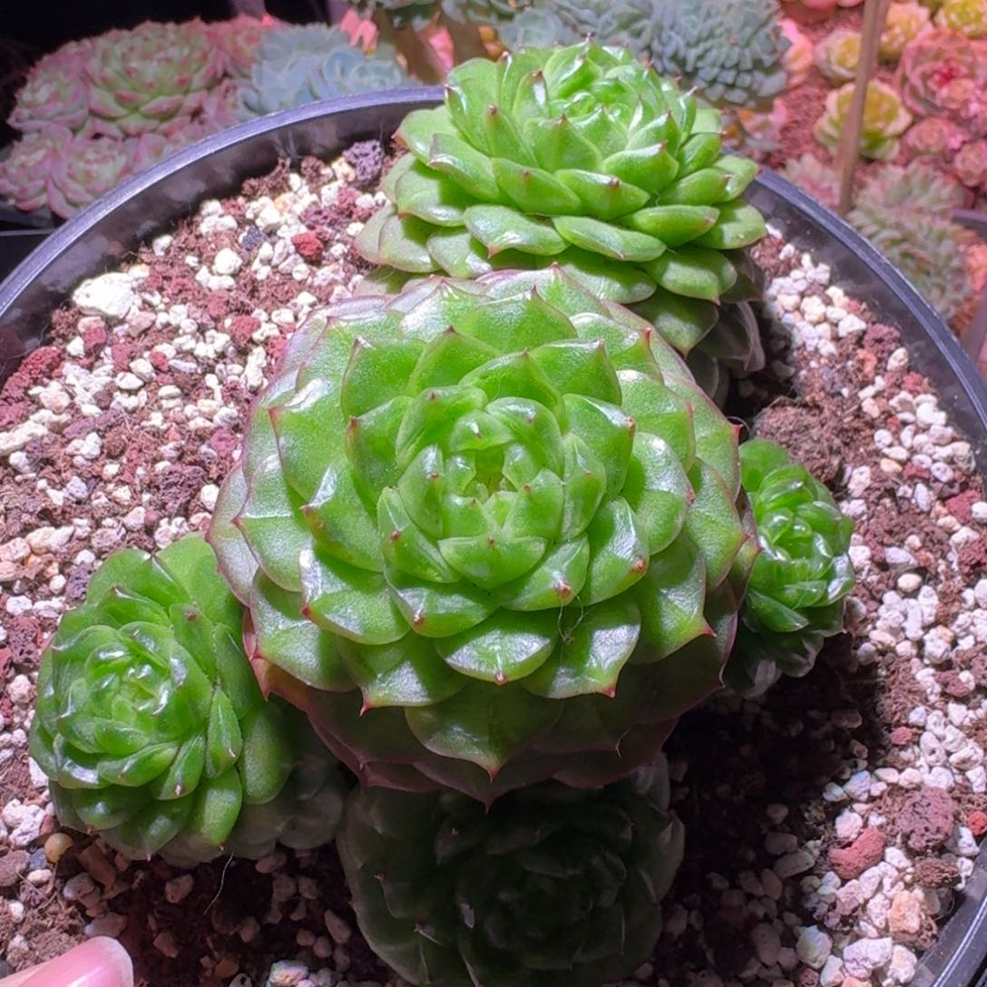 母本灯泡大群哈哈哈哈哈