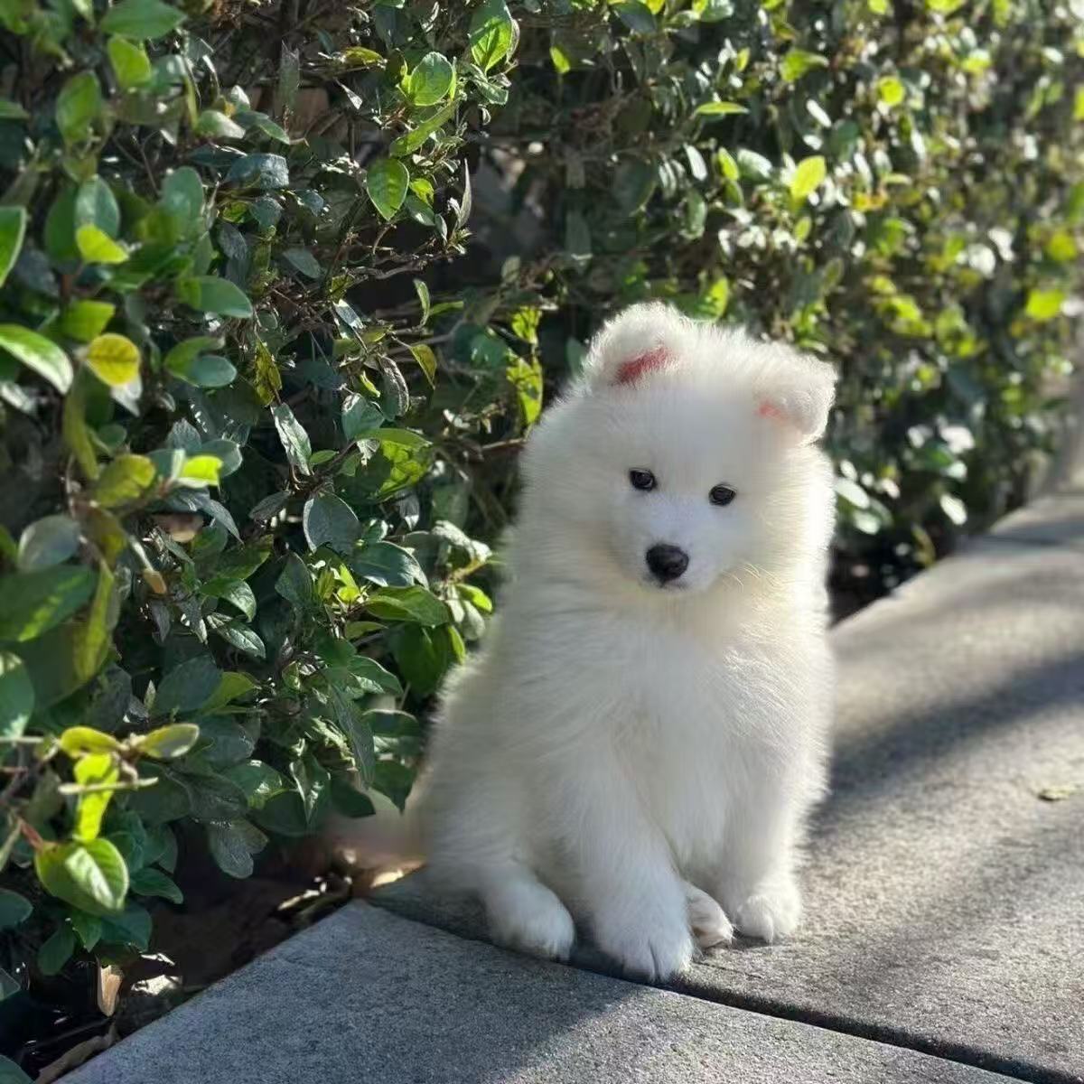 可爱白色双眼皮微笑天使小型宠物犬
