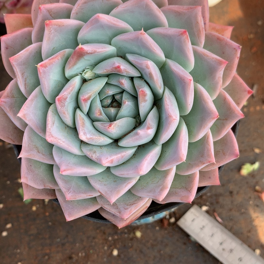 2362杂交精品基地11厘米