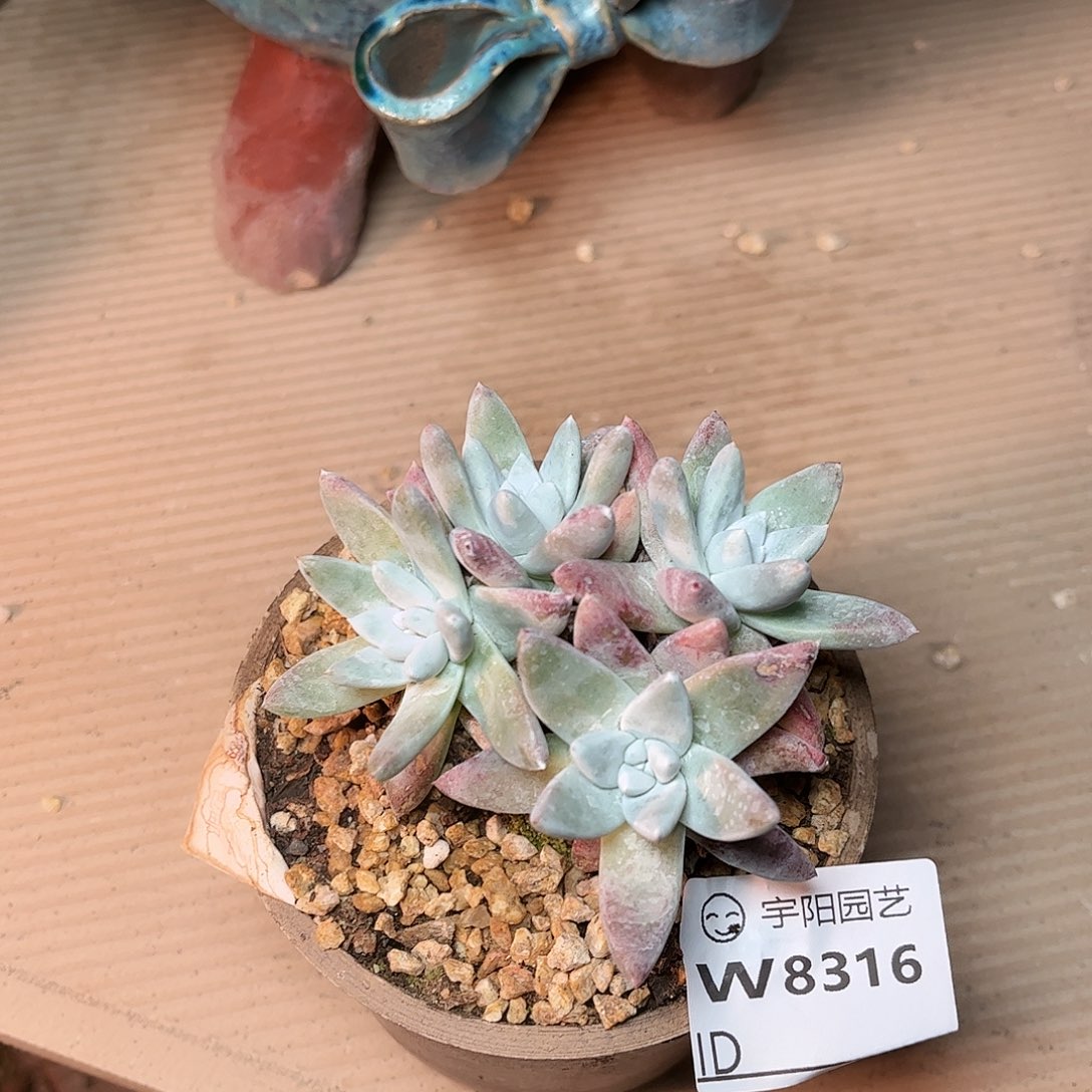 白雪多肉哈哈哈8316