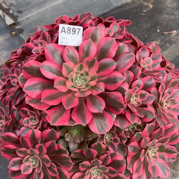 897粉女妖35厘米左右