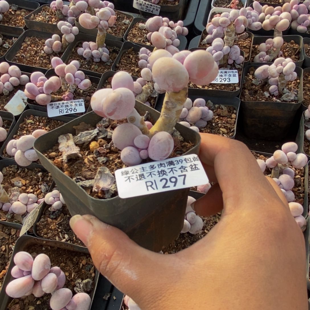 297橙奶多肉肉3c m