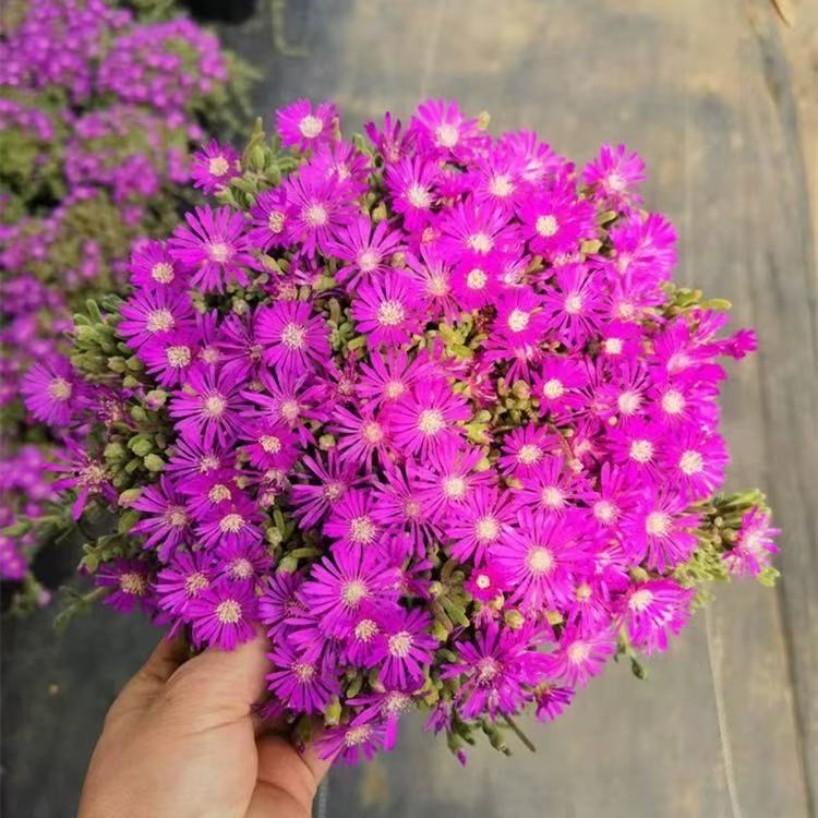 【枝干翻杏】带盆发货 云南维维多肉  新手好养 心花怒放