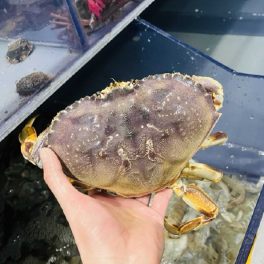 活珍宝蟹海鲜/个蟹同城配送