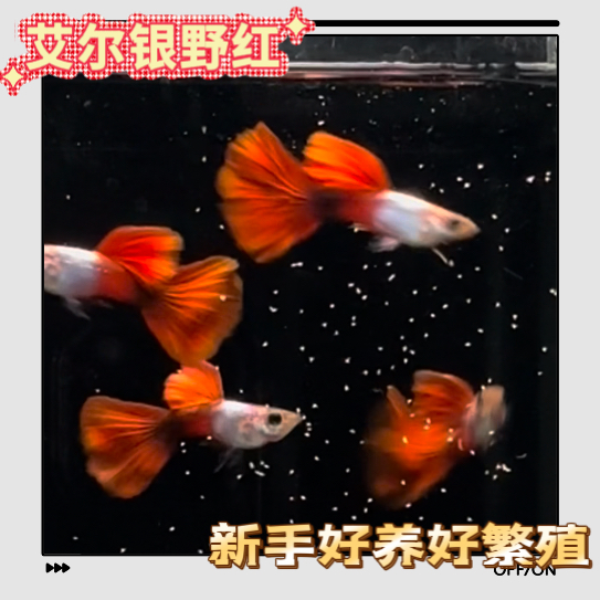艾尔银野红 精品孔雀鱼 高级色热带淡水鱼 可视频选鱼 好养好繁殖