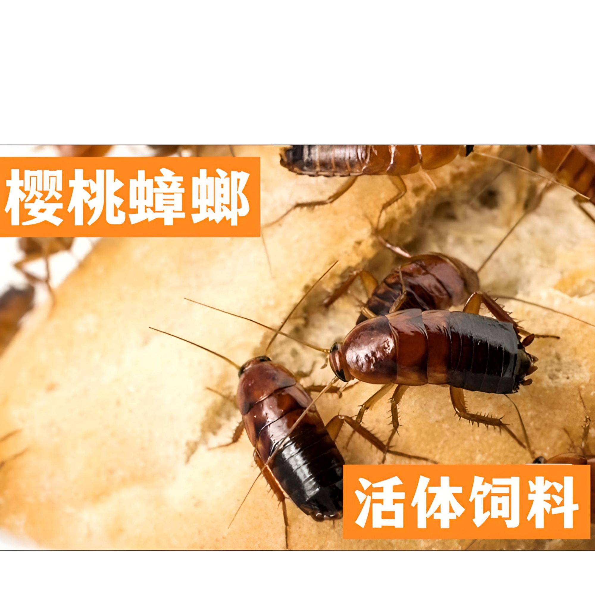 樱桃红蟑螂活体饲料幼体成体