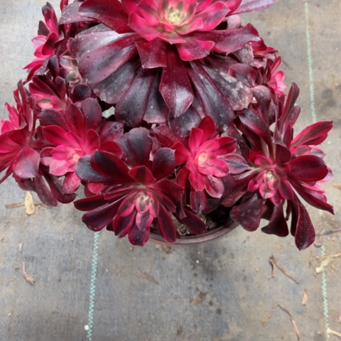 多肉植物美杜莎锦。