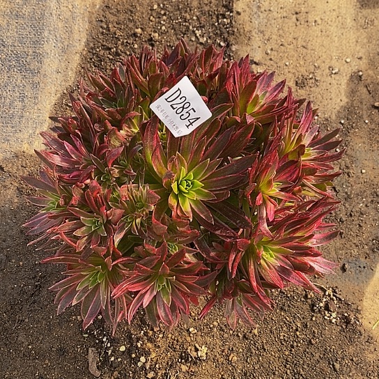 2854凤凰锦多肉法师锦