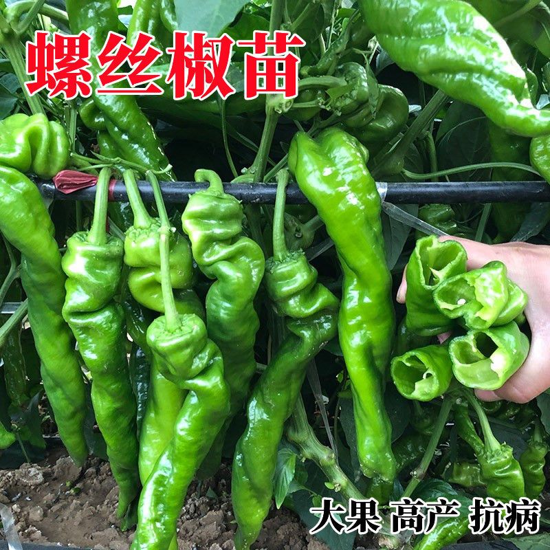 新鲜薄皮螺丝椒微中辣农家自种当季蔬菜带土球现摘现发四季易成活