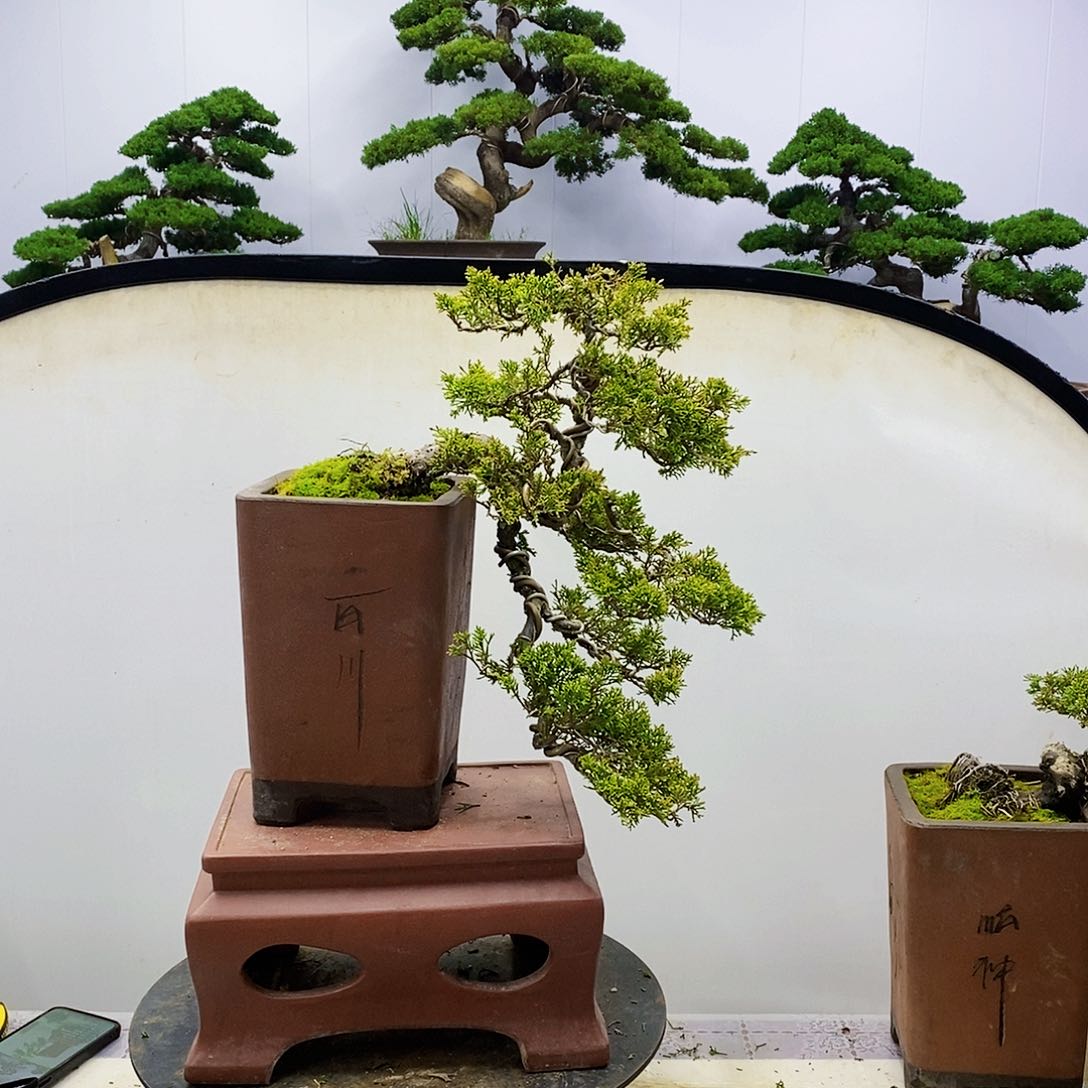 【闪购商品】无花朵冷*猫