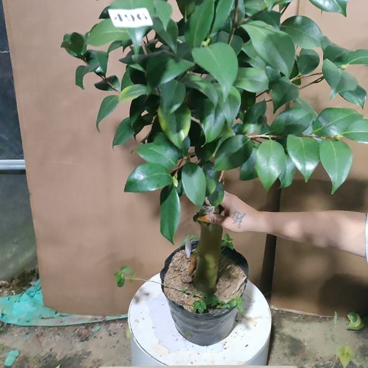 496帕克雷欧，原盆原土发货，不包邮