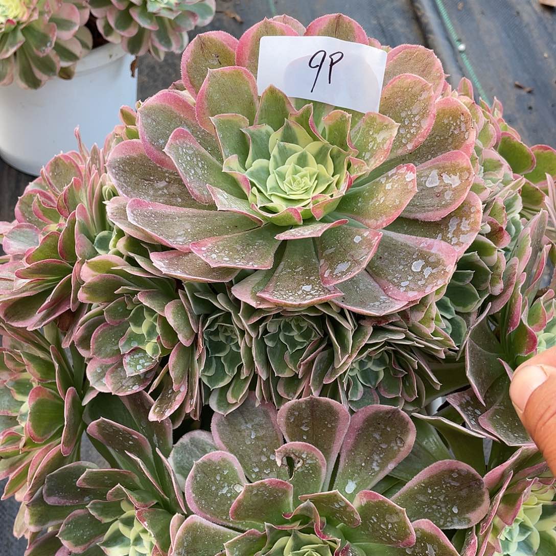 99111111111111111111