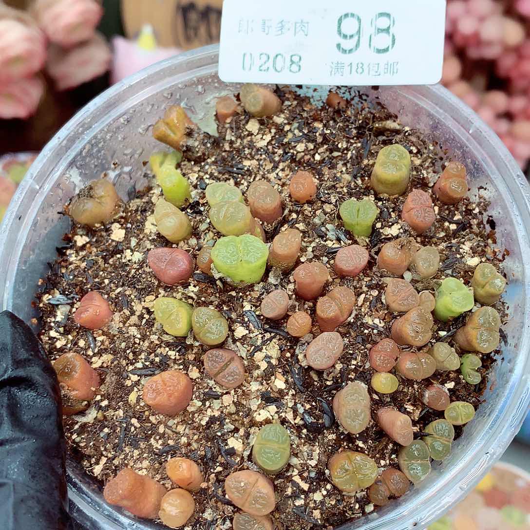 生石花满18包邮8-98