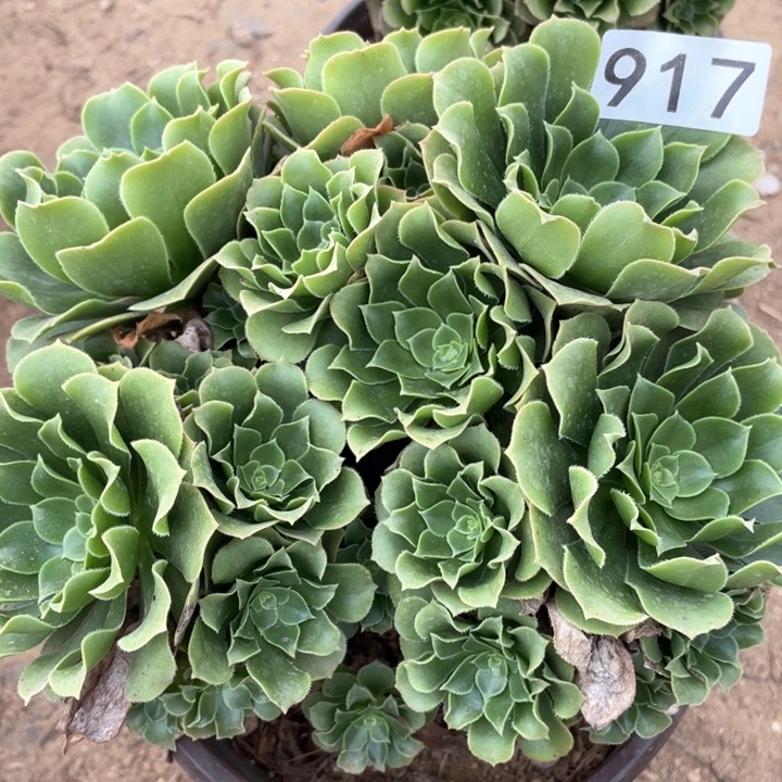 917多肉植物绿玫瑰