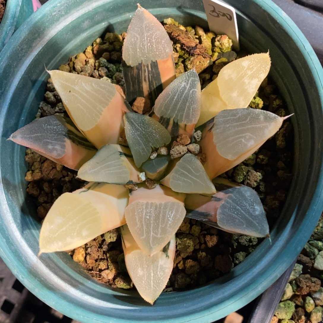 一颗实生大克锦。  