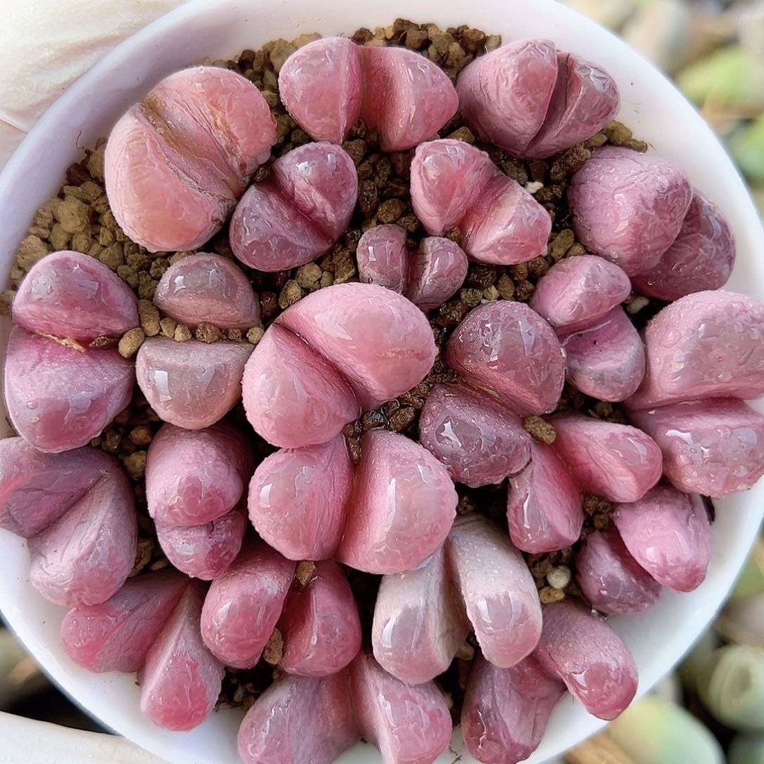 2000 好养易活生石花大母本9cm盆